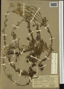 Chrysanthemum zawadskii subsp. zawadskii, Siberia, Altai & Sayany Mountains (S2) (Russia)