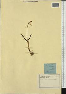 Galanthus nivalis L., Western Europe (EUR) (Not classified)