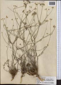 Seseli luteolum Pimenov, Middle Asia, Northern & Central Tian Shan (M4) (Kyrgyzstan)