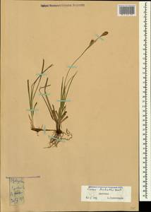 Carex michelii Host, Caucasus, Dagestan (K2) (Russia)