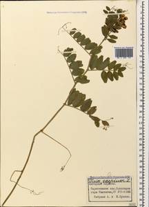 Vicia sepium L., Caucasus, Azerbaijan (K6) (Azerbaijan)