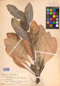 Verbascum lychnitis L., Eastern Europe, Moscow region (E4a) (Russia)