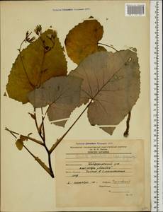 Cicerbita petiolata (K. Koch) Gagnidze, Caucasus, Stavropol Krai, Karachay-Cherkessia & Kabardino-Balkaria (K1b) (Russia)