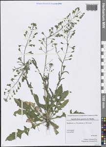 Capsella bursa-pastoris (L.) Medik., Eastern Europe, Eastern region (E10) (Russia)