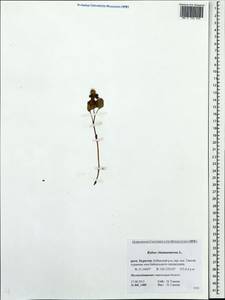 Rubus chamaemorus L., Siberia, Baikal & Transbaikal region (S4) (Russia)