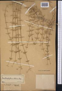 Acanthophyllum elatius Bunge ex Boiss., Middle Asia, Syr-Darian deserts & Kyzylkum (M7)