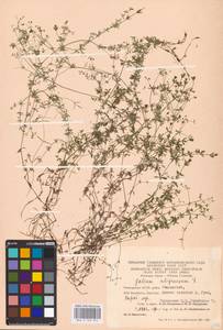 Galium uliginosum L., Eastern Europe, Eastern region (E10) (Russia)