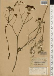 Peucedanum ruthenicum M.Bieb., Eastern Europe, Lower Volga region (E9) (Russia)