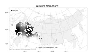 Cirsium oleraceum (L.) Scop., Atlas of the Russian Flora (FLORUS) (Russia)