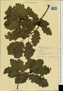 Quercus petraea (Matt.) Liebl., Crimea (KRYM) (Russia)
