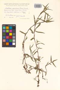 Murdannia japonica (Thunb.) Faden, Siberia, Russian Far East (S6) (Russia)