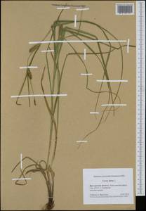 Carex hirta L., Eastern Europe, Central forest region (E5) (Russia)