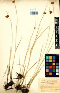 Bolboschoenus maritimus subsp. maritimus, Siberia, Altai & Sayany Mountains (S2) (Russia)