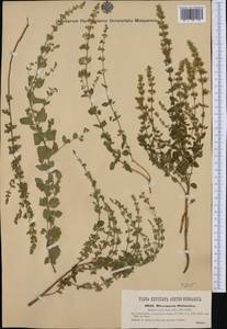 Clinopodium dalmaticum (Benth.) Bräuchler & Heubl, Western Europe (EUR) (Croatia)
