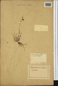 Carex pendula Huds., Western Europe (EUR) (Austria)