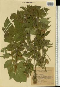 Serratula coronata L., Eastern Europe, Central forest-and-steppe region (E6) (Russia)