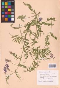 Vicia cracca L., Eastern Europe, Central region (E4) (Russia)