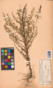 Artemisia scoparia Waldst. & Kit., Eastern Europe, Moscow region (E4a) (Russia)