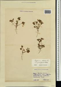Trifolium retusum L., Crimea (KRYM) (Russia)