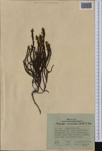 Cassiope ericoides (Pall.) D. Don, Siberia, Russian Far East (S6) (Russia)