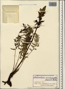 Pedicularis condensata M. Bieb., Caucasus, Georgia (K4) (Georgia)