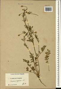 Roemeria sicula (Guss.) Galasso, Banfi, L. Sáez & Bartolucci, Caucasus, Armenia (K5) (Armenia)