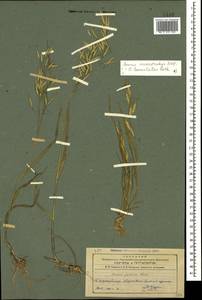Bromus japonicus Houtt., Caucasus, Azerbaijan (K6) (Azerbaijan)