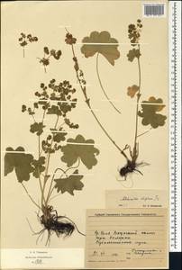 Alchemilla rhiphaea Juz., Eastern Europe, Eastern region (E10) (Russia)
