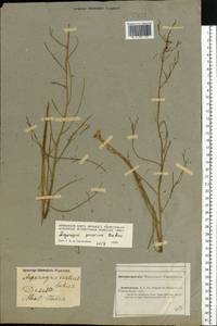 Asparagus persicus Baker, Middle Asia, Caspian Ustyurt & Northern Aralia (M8) (Kazakhstan)
