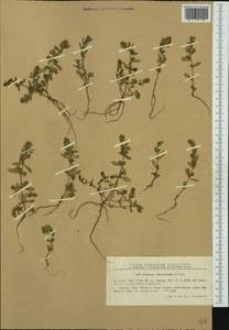 Lythrum tribracteatum Spreng., Western Europe (EUR) (Romania)