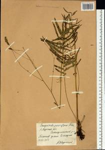 Poterium tenuifolium var. alba (Trautv. & C. A. Mey.), Siberia, Russian Far East (S6) (Russia)