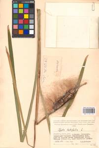 Typha latifolia L., Eastern Europe, Moscow region (E4a) (Russia)