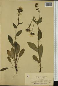 Hieracium cydoniifolium subsp. sulgeri (Murr) Zahn, Western Europe (EUR) (Switzerland)
