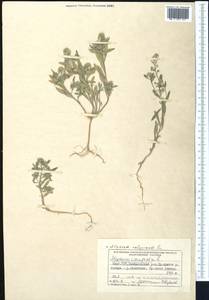 Alyssum alyssoides (L.) L., Middle Asia, Northern & Central Tian Shan (M4) (Kyrgyzstan)