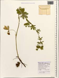 Potentilla recta subsp. obscura (Willd.) Arcang., Caucasus, Stavropol Krai, Karachay-Cherkessia & Kabardino-Balkaria (K1b) (Russia)