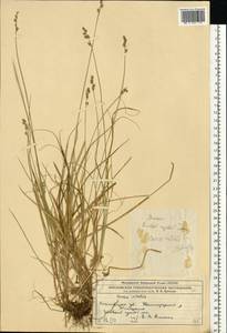 Carex brunnescens (Pers.) Poir., Eastern Europe, Moscow region (E4a) (Russia)