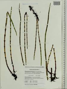 Equisetum fluviatile L., Eastern Europe, Northern region (E1) (Russia)