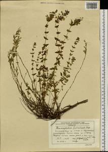 Dracocephalum fruticulosum Stephan ex Willd., Siberia, Altai & Sayany Mountains (S2) (Russia)
