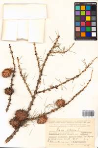 Larix sibirica Ledeb., Eastern Europe, Northern region (E1) (Russia)