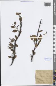 Betula fruticosa Pall., Siberia, Baikal & Transbaikal region (S4) (Russia)