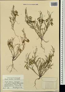 Vicia ervilia (L.)Willd., Crimea (KRYM) (Russia)