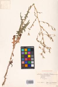 Lactuca serriola L., Middle Asia, Caspian Ustyurt & Northern Aralia (M8) (Kazakhstan)