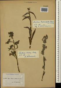 Anchusa leptophylla Roem. & Schult., Crimea (KRYM) (Russia)