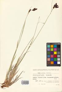 Carex aterrima Hoppe, Siberia, Chukotka & Kamchatka (S7) (Russia)