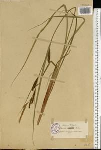 Carex lasiocarpa Ehrh., Eastern Europe, North-Western region (E2) (Russia)