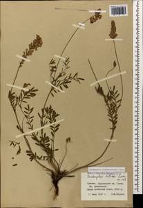 Onobrychis biebersteinii Sirj., Caucasus, Armenia (K5) (Armenia)