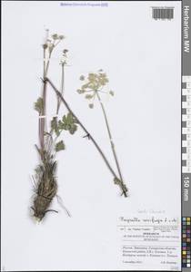 Seseli libanotis (L.) W.D.J.Koch, Eastern Europe, Middle Volga region (E8) (Russia)