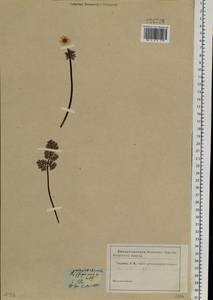 Callianthemum angustifolium Witasek, Siberia (no precise locality) (S0) (Russia)