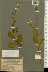 Brassica rapa subsp. sylvestris (L.) Janch., Caucasus, Georgia (K4) (Georgia)