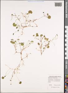 Hydrocotyle ramiflora Maxim., Caucasus, Stavropol Krai, Karachay-Cherkessia & Kabardino-Balkaria (K1b) (Russia)